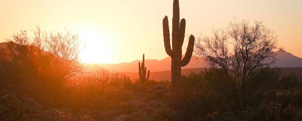 Cactus and desert landscape at sunset