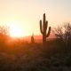 Cactus and desert landscape at sunset